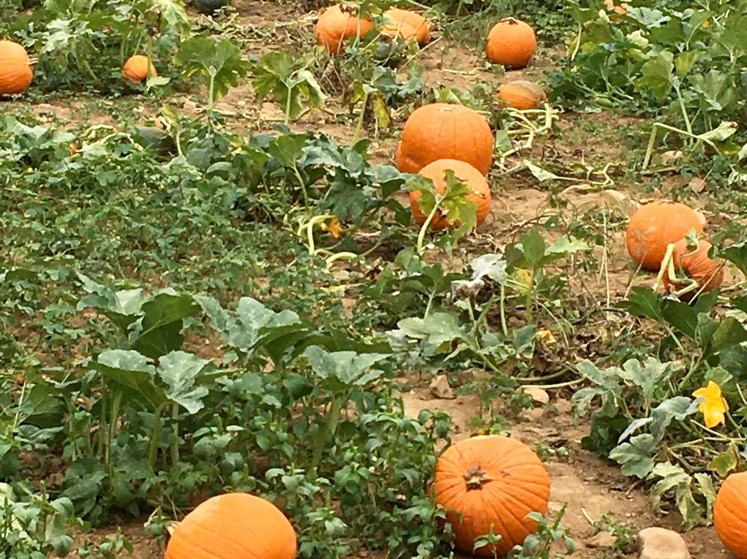 Old McDonald's Farm-Sale Creek必去景点