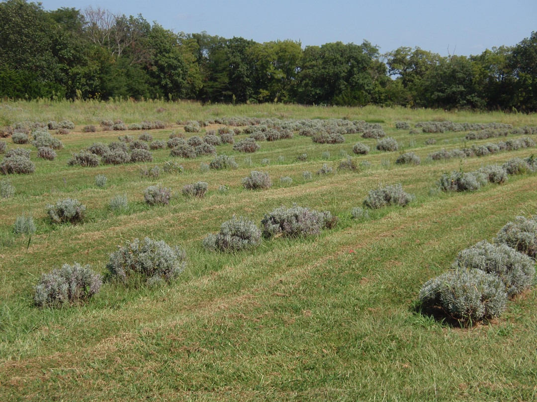 Washington Creek Lavender-劳伦斯必去景点
