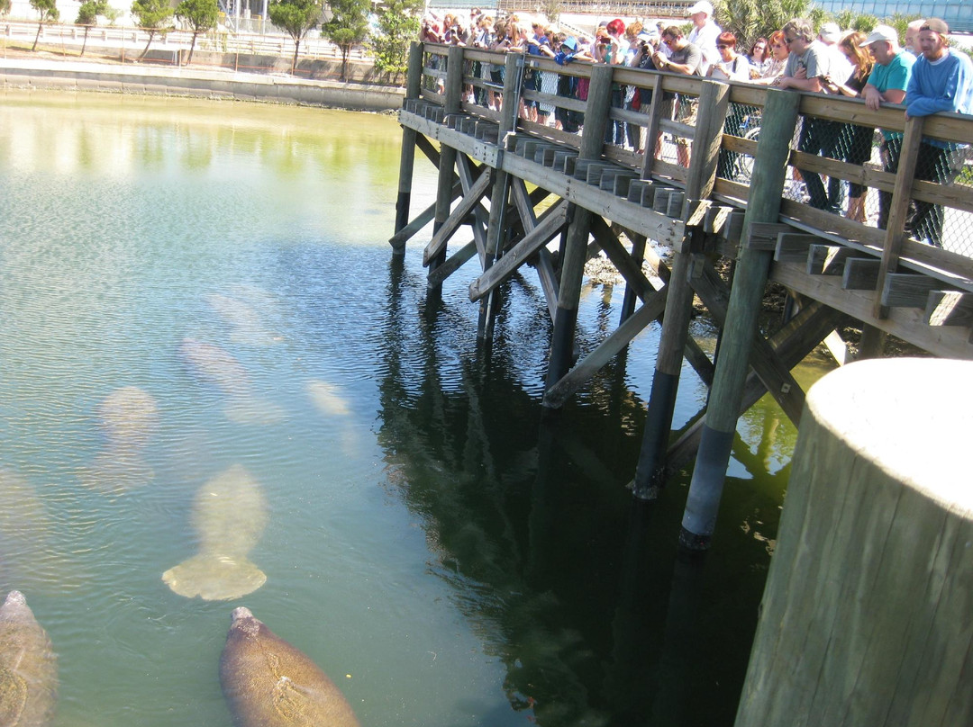 Tampa Electric's Manatee Viewing Center景点图片