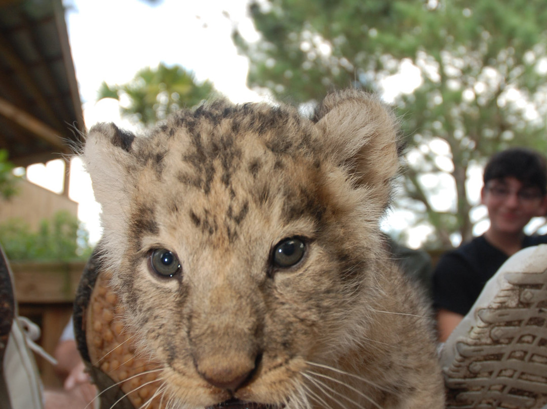 T.I.G.E.R.S. Preservation Station-美特尔海滩必去景点