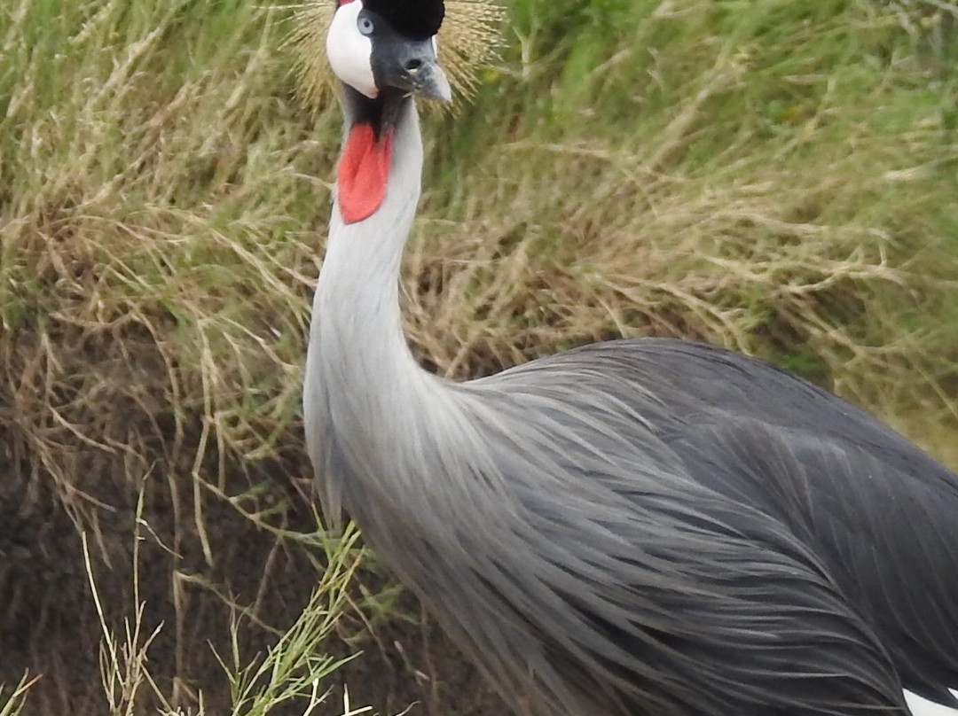 Seronera-塞伦盖蒂国家公园必去景点