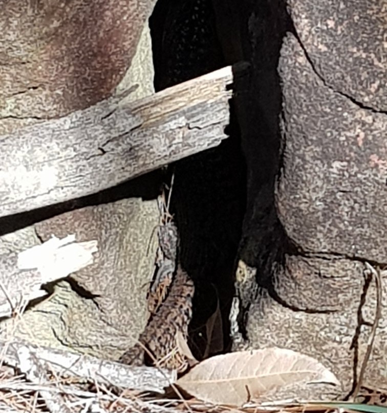 Timber Getters Track-巴尔戈拉必去景点