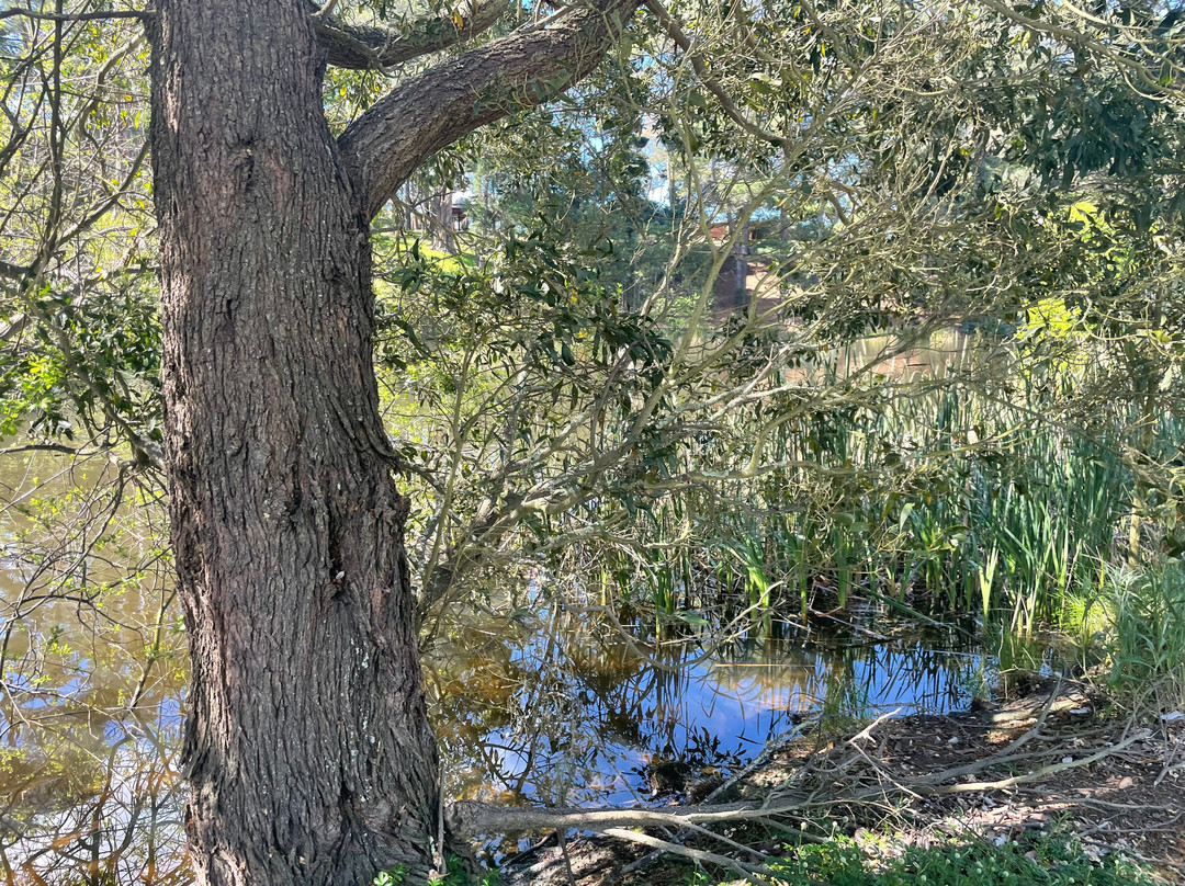 Park Lake Gardens Reserve景点图片