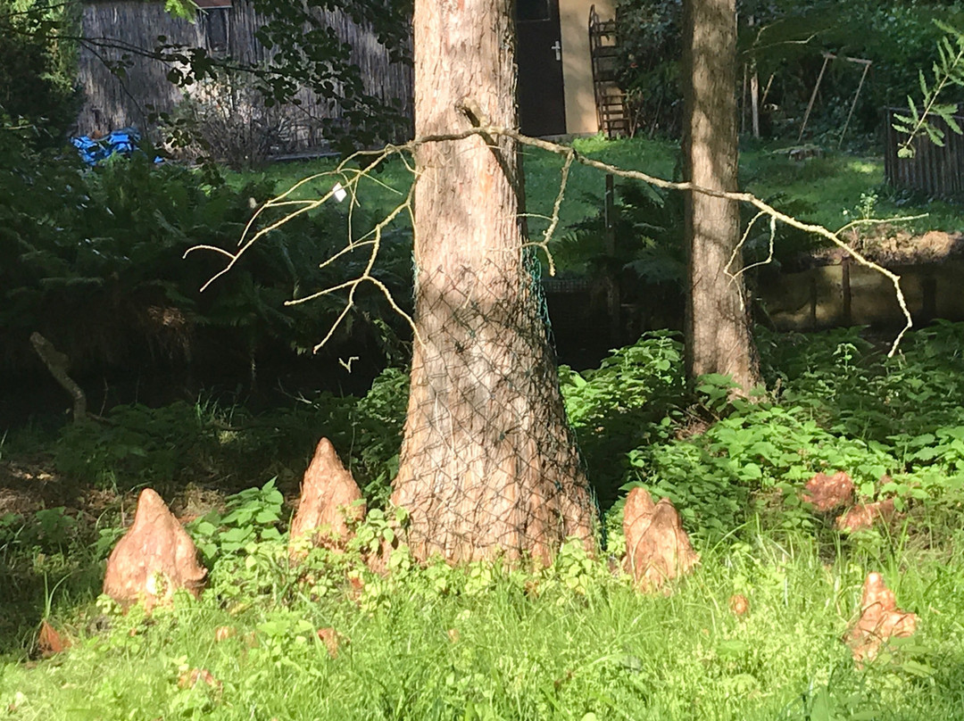 Forstbotanischer Garten景点图片