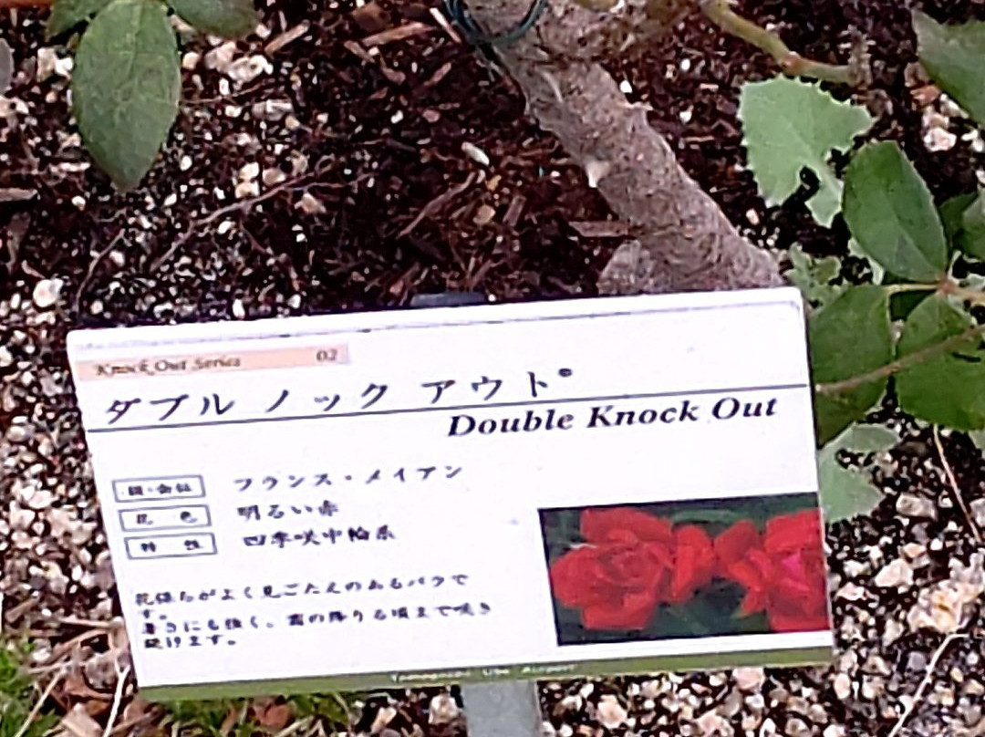Yamaguchi Ube Airport Rose Garden-宇部市必去景点