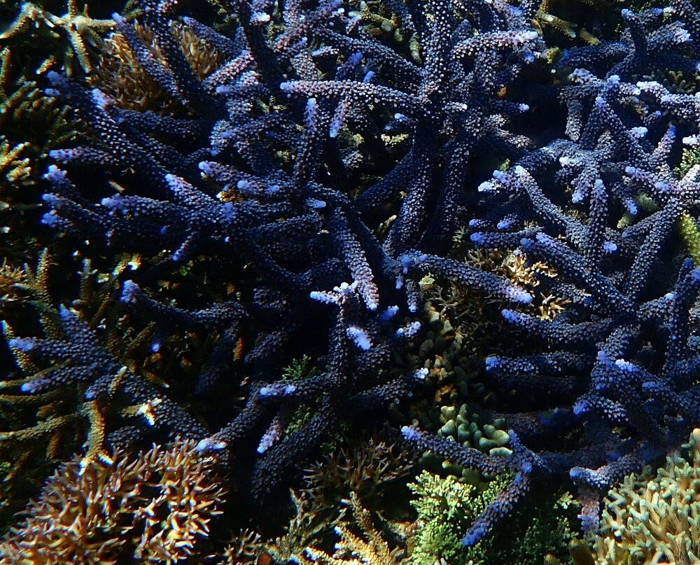 Komodo Island-科莫多国家公园必去景点