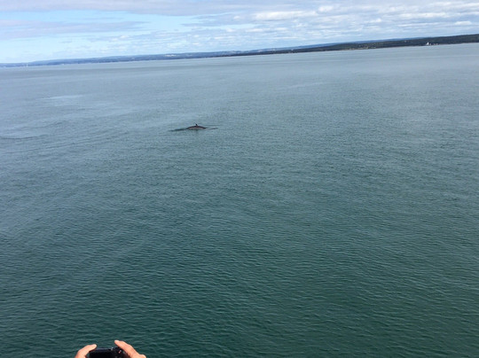 Excursions en Mer Baie de Tadoussac Day Tours-泰道沙克必去景点
