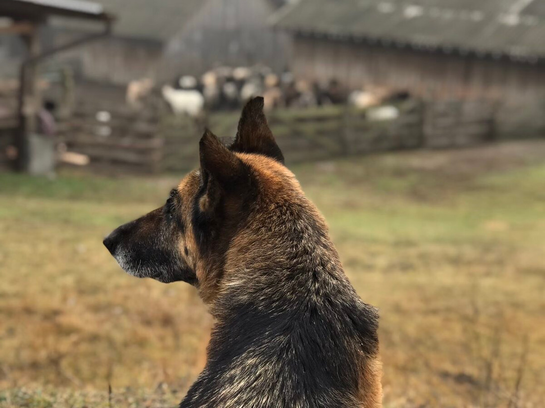 Eco Farm Sheepland景点图片