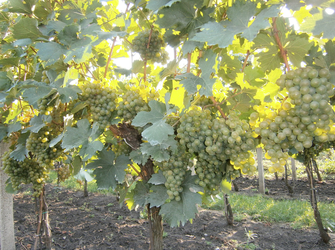 Vinařství Ivičič & vnuci