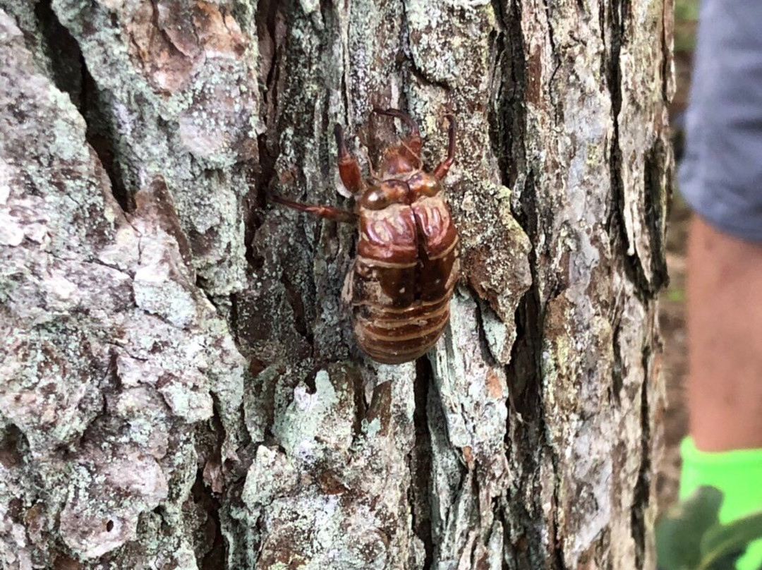 Yamazi Pension主图