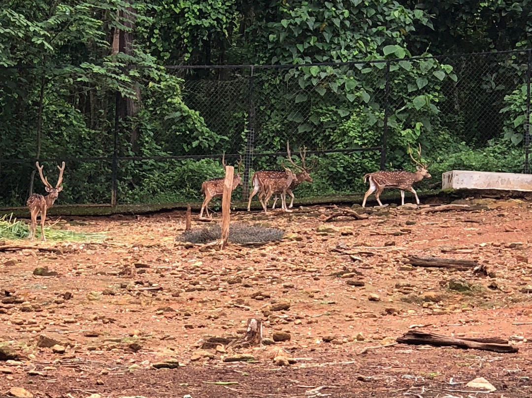 Abhayaranyam Zoo-Kodanad必去景点