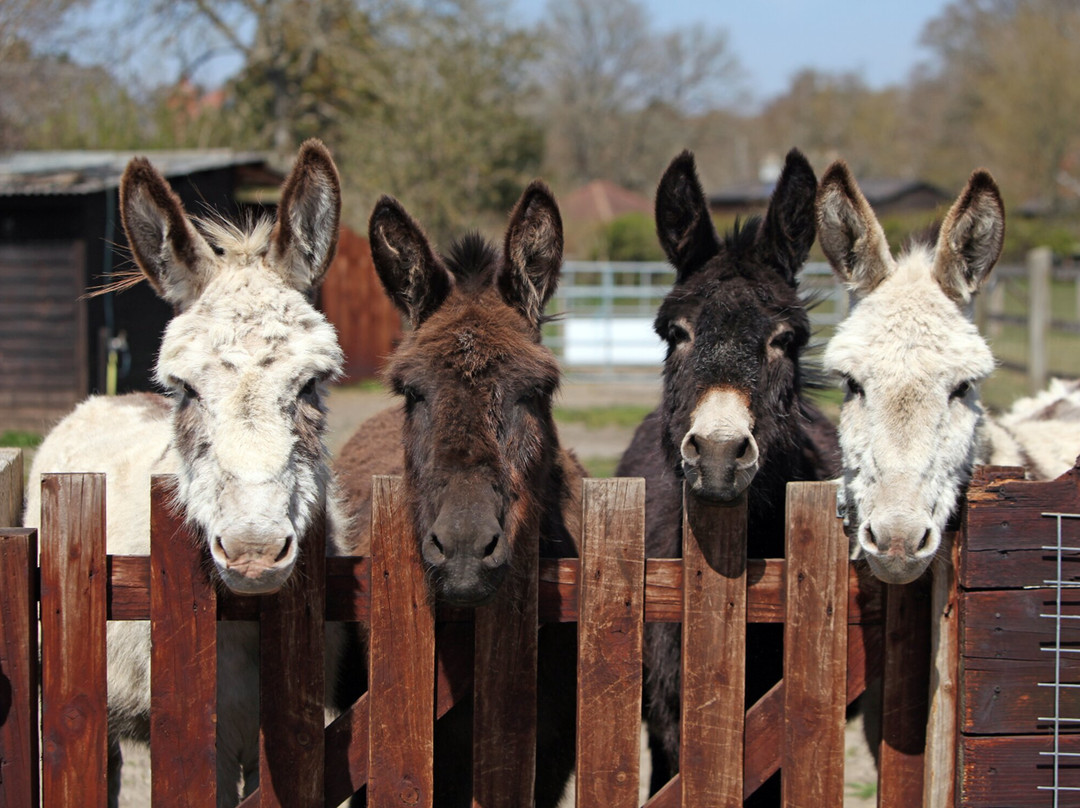 Brockenhurst Donkey Walks景点图片