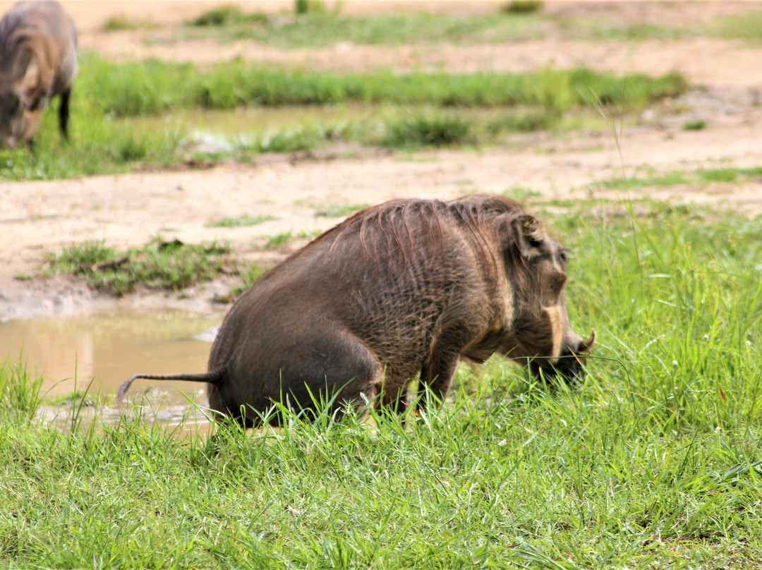 Watalii Safaris-坎帕拉必去景点