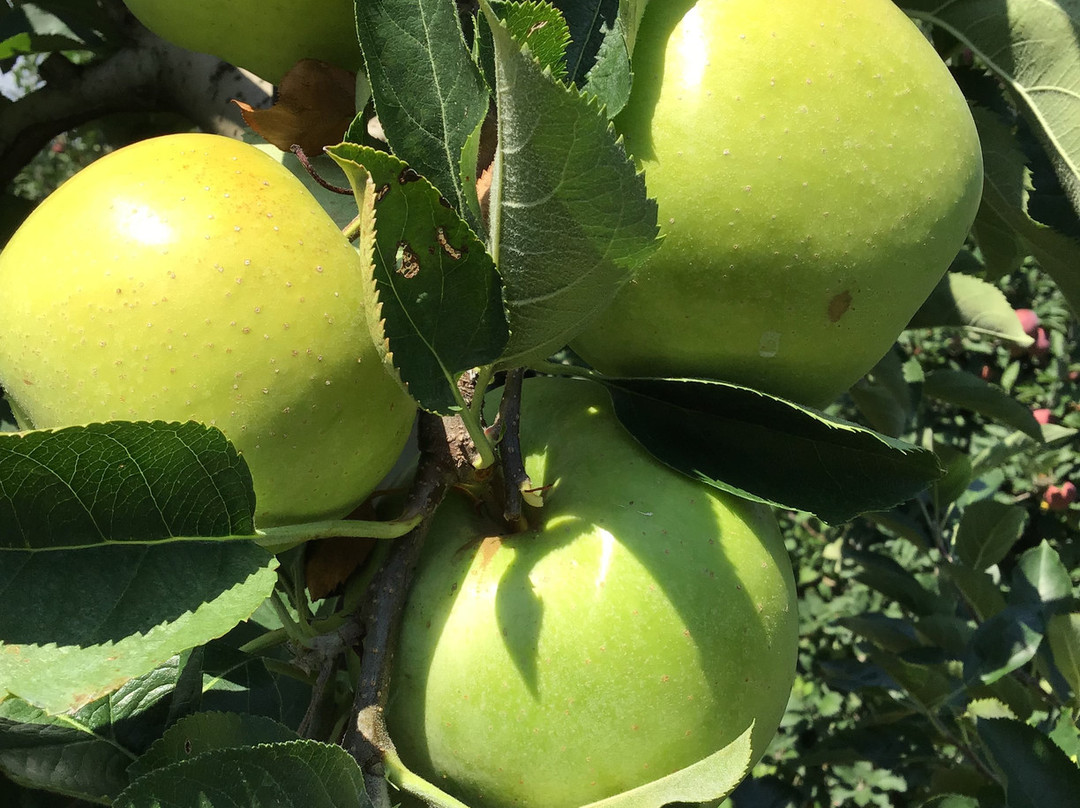Mercier Orchards景点图片
