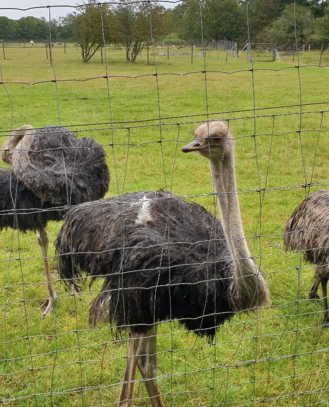 比隆农场假日主图