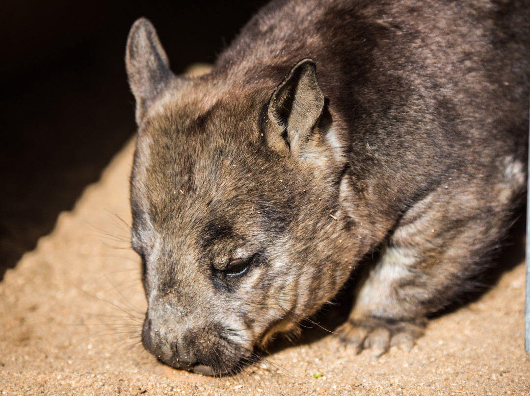 Kyabram Fauna Park-Kyabram必去景点