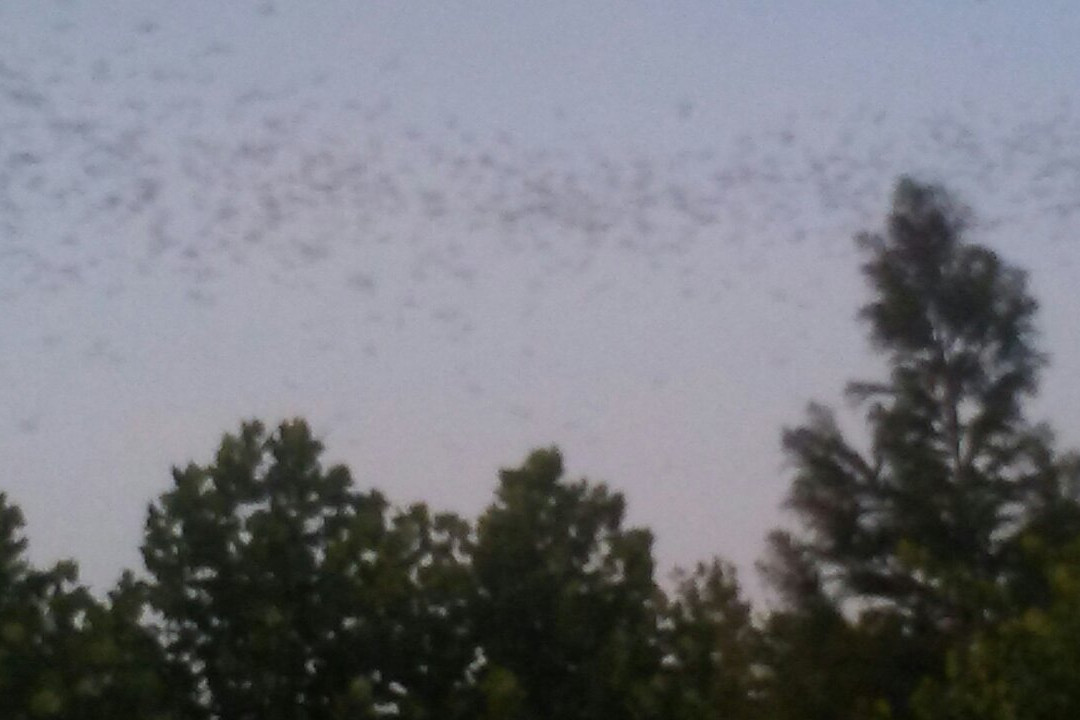 Waugh Drive Bat Colony-休斯顿必去景点