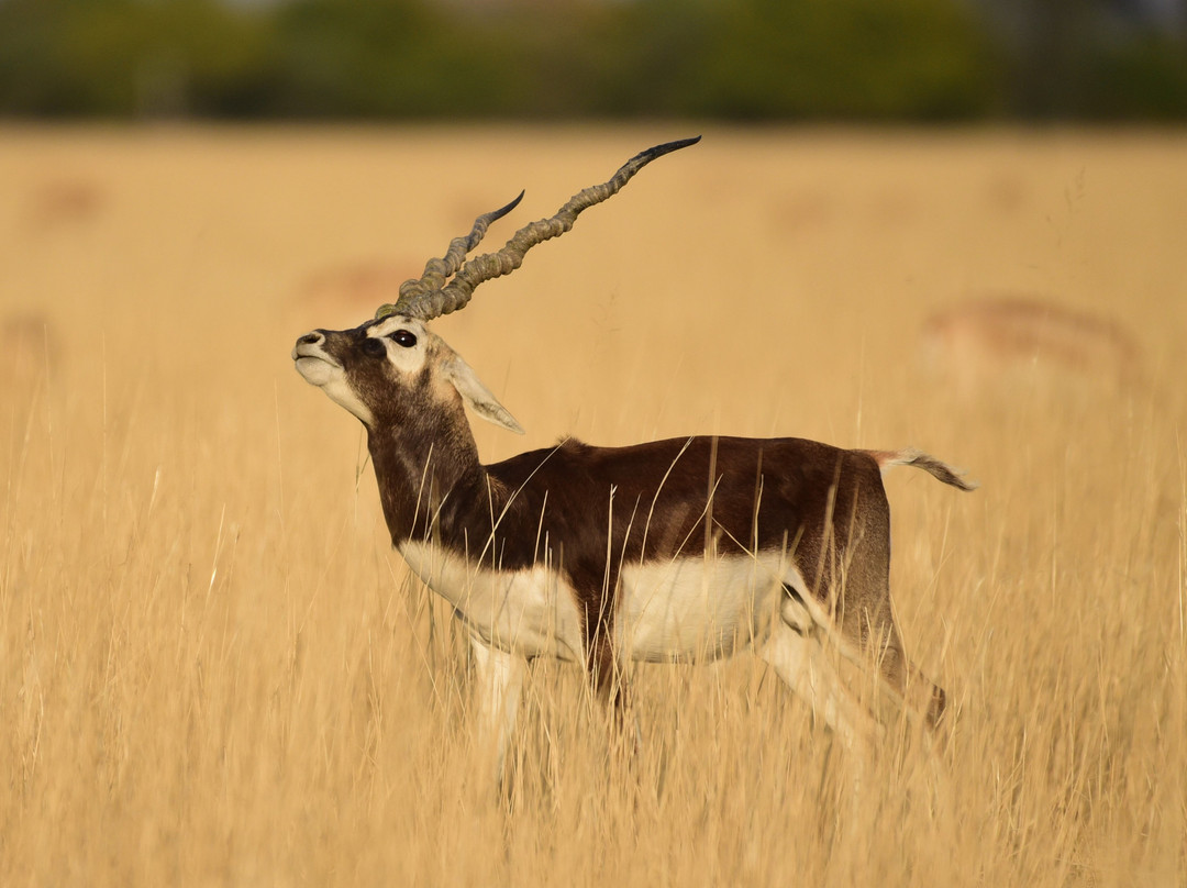 Tal Chhapar Black Buck Sanctuary景点图片