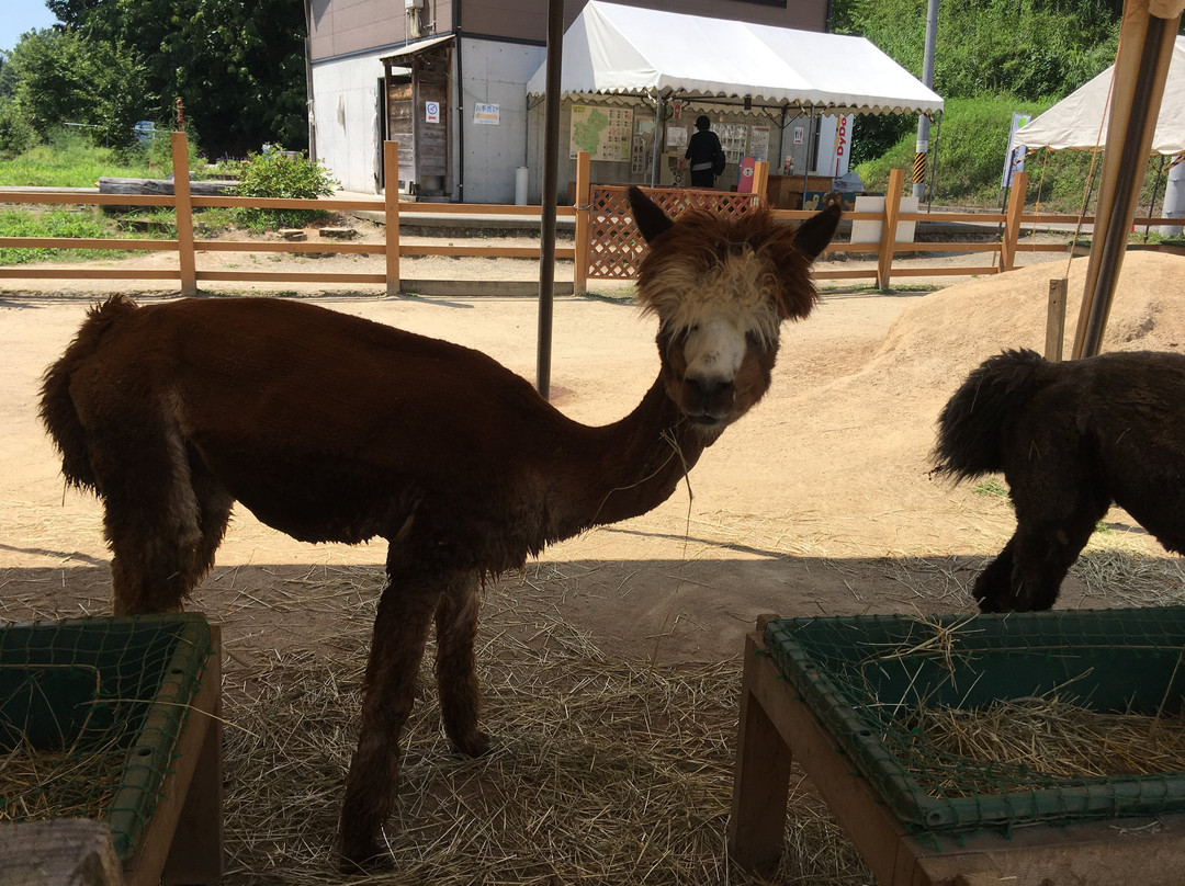 Yamakoshi Alpaca Farm-长冈市必去景点