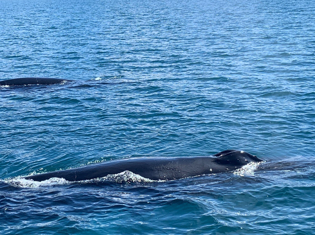 Whale Watching Hjalteyri-Hjalteyri必去景点