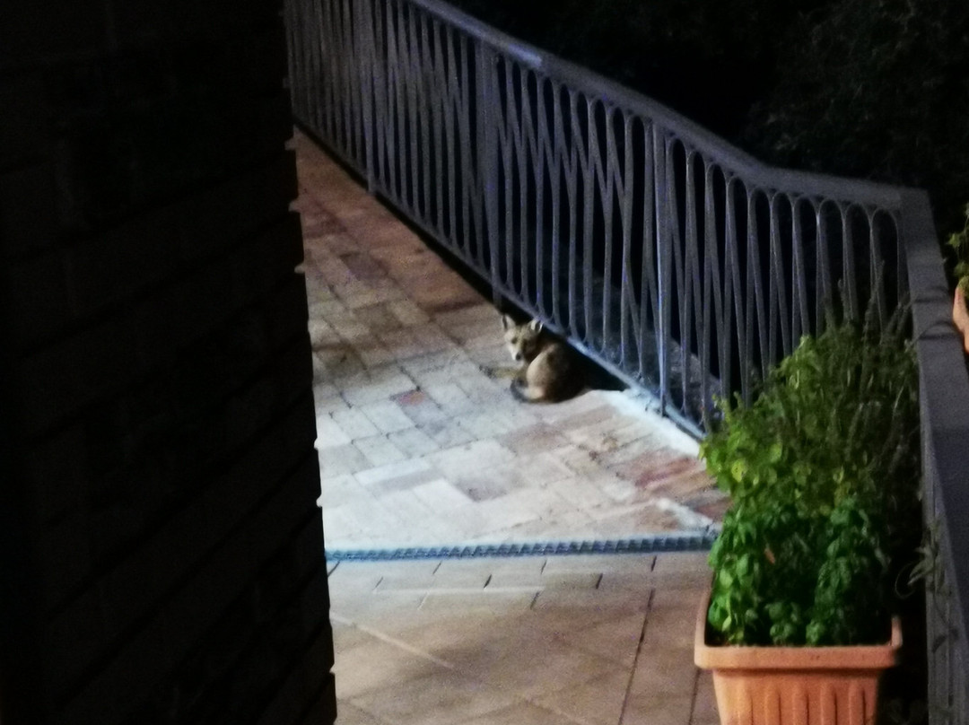 Prince of Vallescura主图