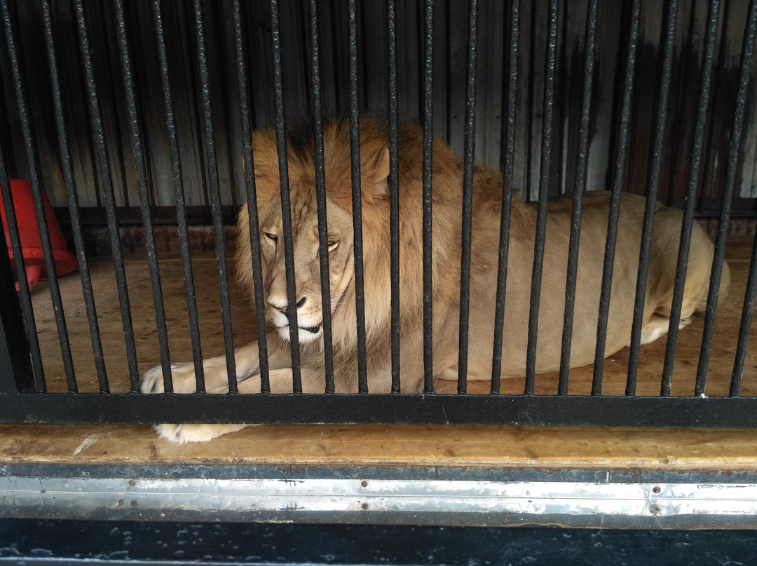 Samara Zoo-萨马拉必去景点