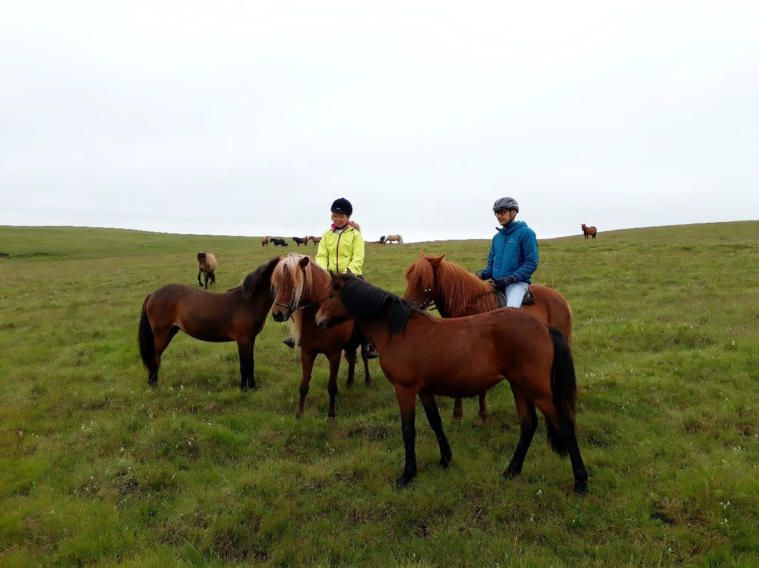 Icelandic HorseWorld景点图片