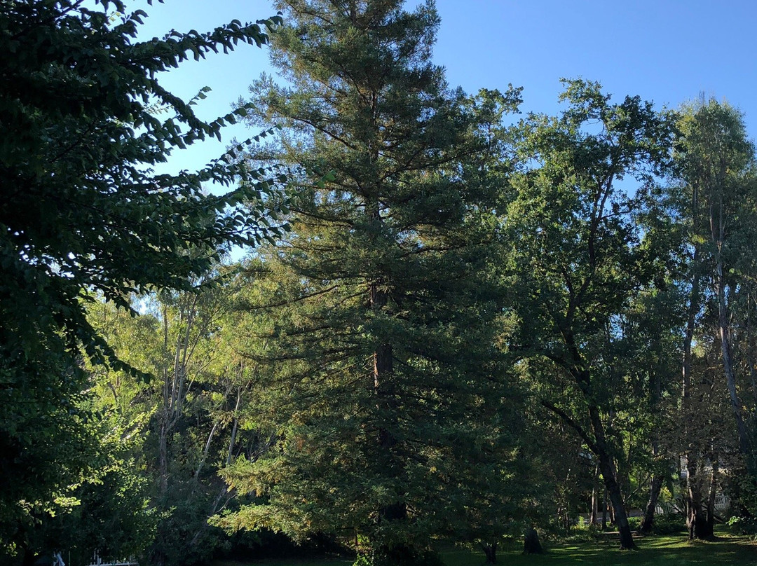 Vichy Springs Resort主图