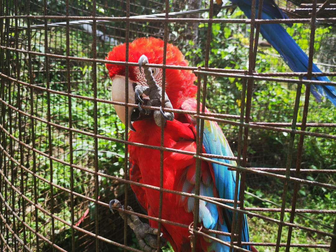 Genesis Nature Park & Art Gallery-多巴哥必去景点