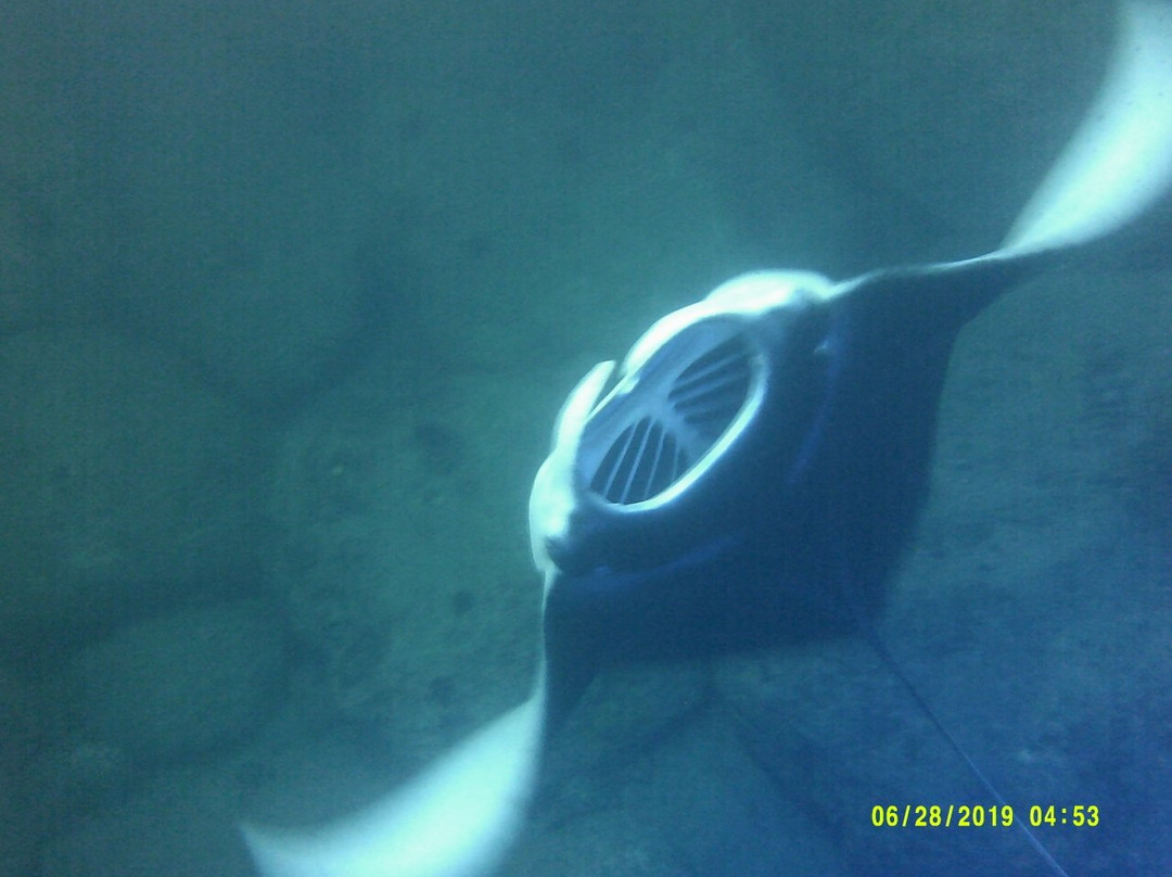 Maui Reef Adventures-毛伊岛必去景点