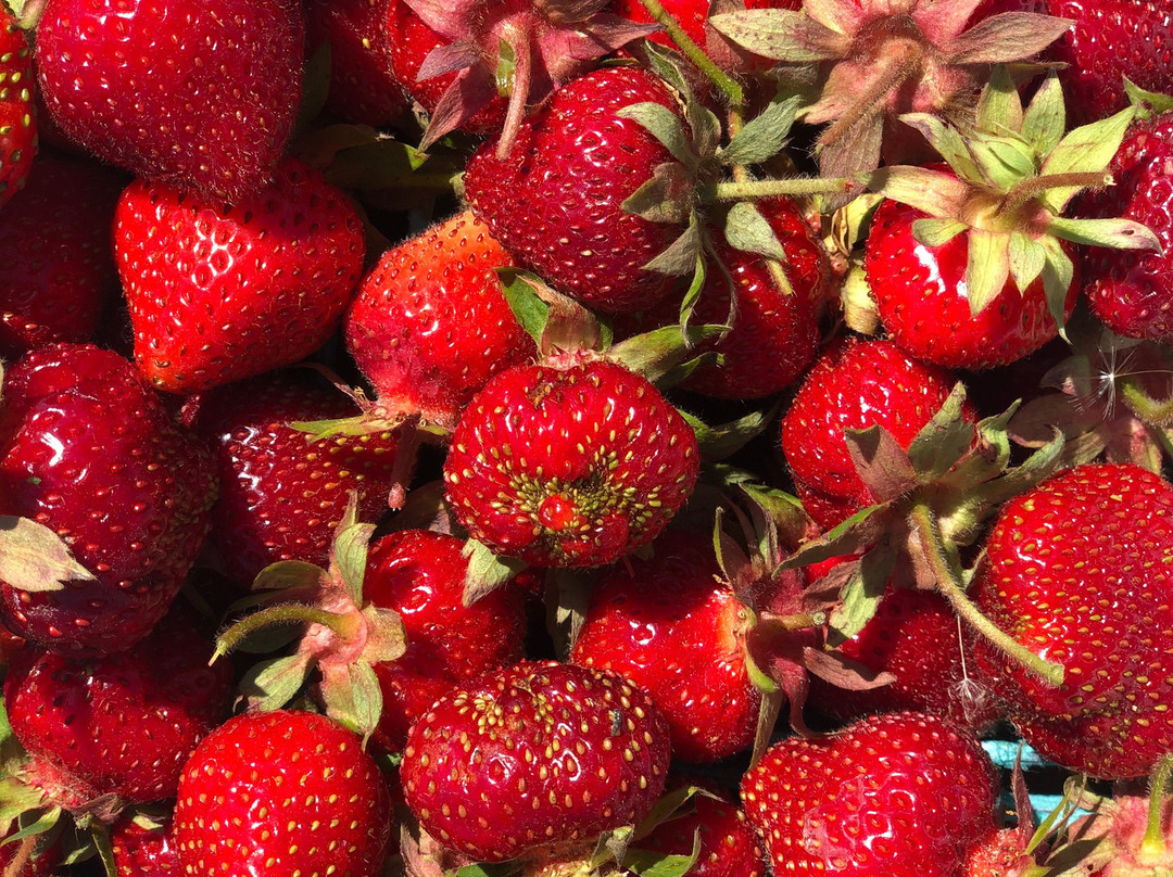 The Greig Farm-Red Hook必去景点