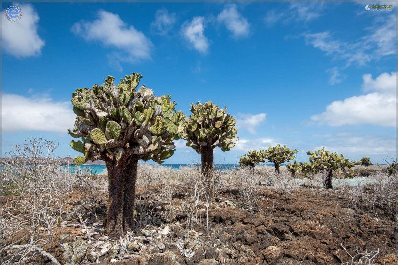 Casa Iguana Mar y Sol-官方