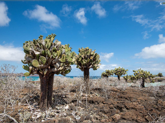 Casa Iguana Mar y Sol主图