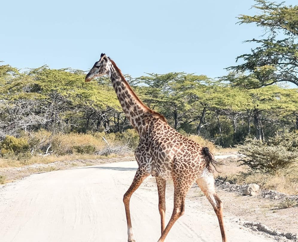 Safari 56 Limited景点图片