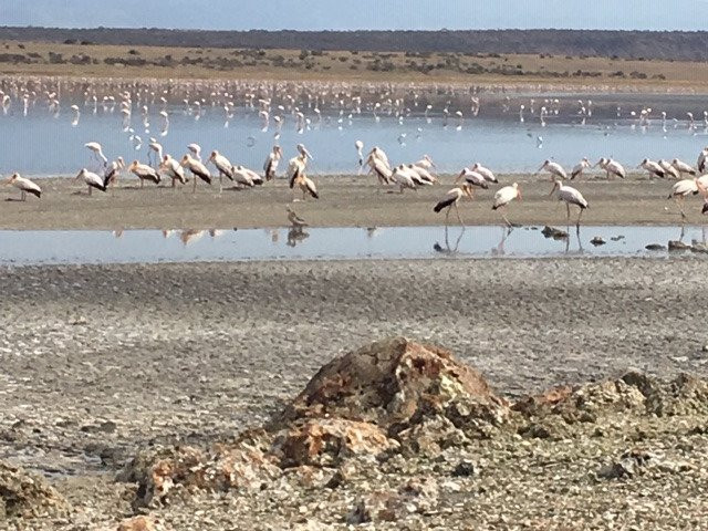 Lake Magadi Conservancy景点图片