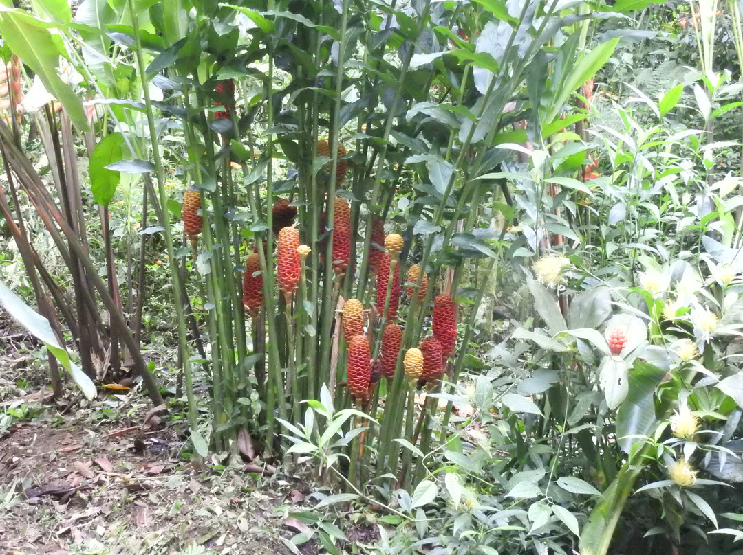 Casa Divina Eco Lodge主图