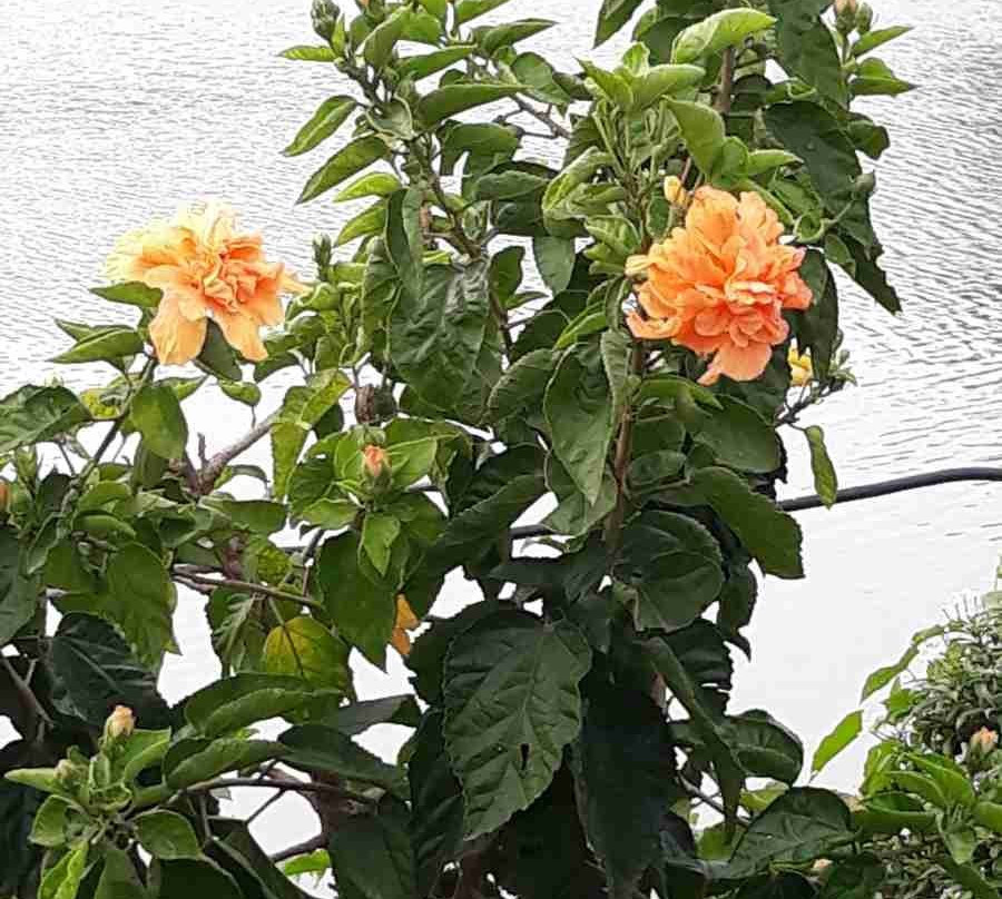 Wonder Land (Kajal Dighi)-Digha必去景点