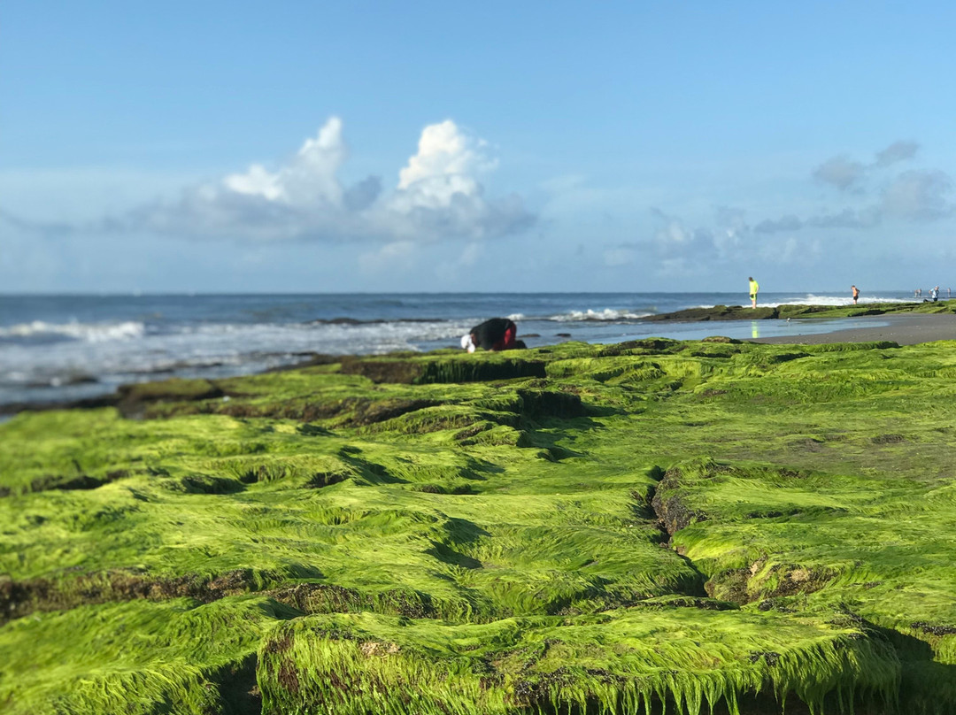 Coquina Outcrop景点图片