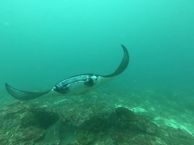 Bali Dive Trek景点图片