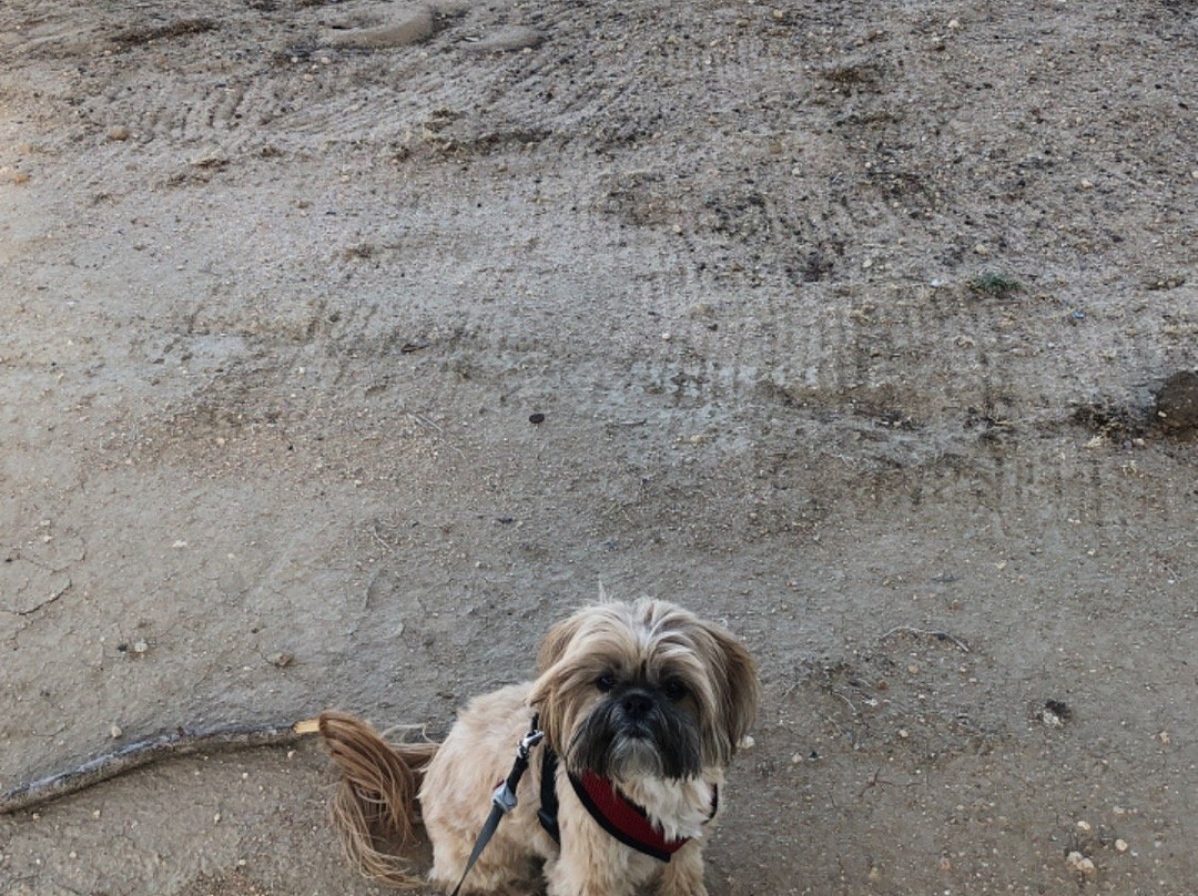 Best Western California City Inn & Suites主图