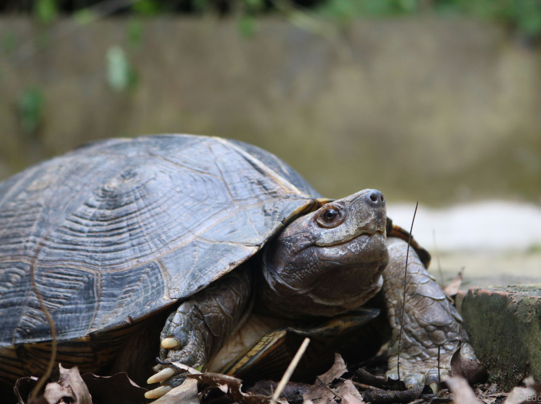 Turtle Conservation Centre景点图片