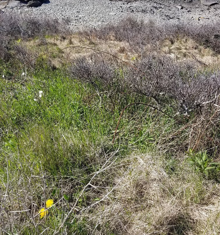 Fort Petrie Military Museum-悉尼必去景点