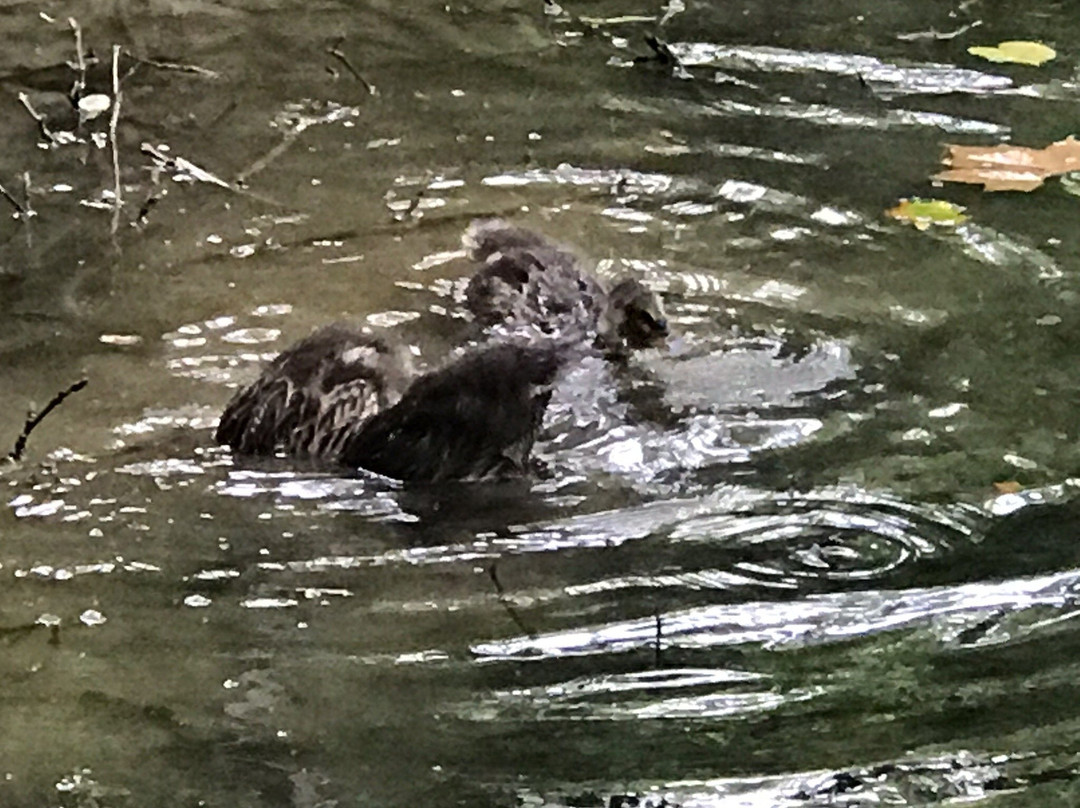 Illick's Mill park-伯利恒必去景点