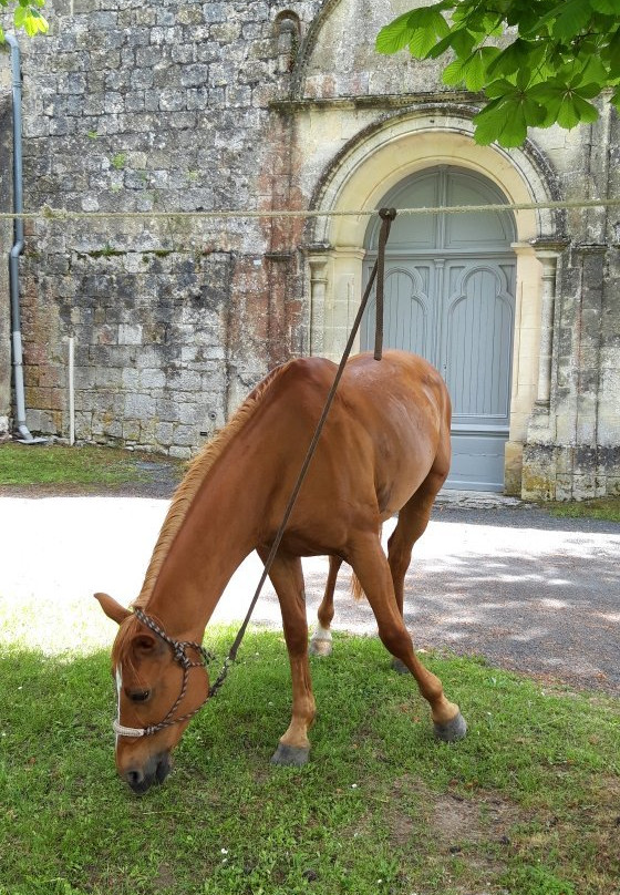 Chevaux des Bastides景点图片