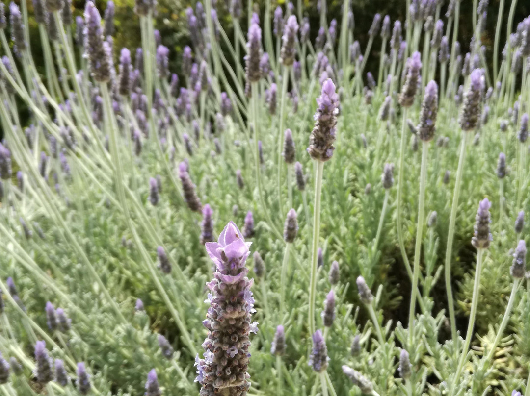 Papagiannakos Winery-Markopoulo Mesogeas必去景点