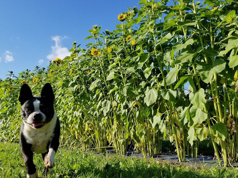 Lochland Botanicals-Campbellville必去景点