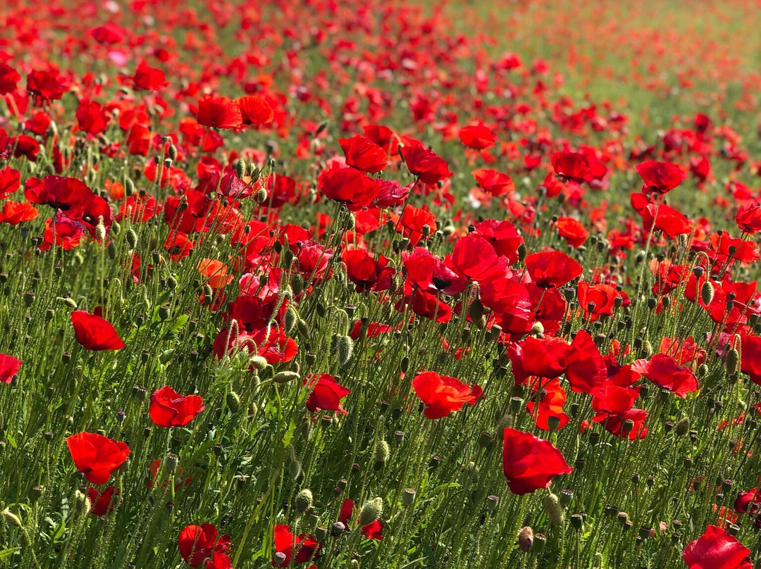 Saitama Dento Kogei Kaikan-小川町必去景点
