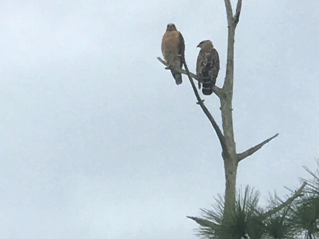 Brevard Zoo Linear Park景点图片