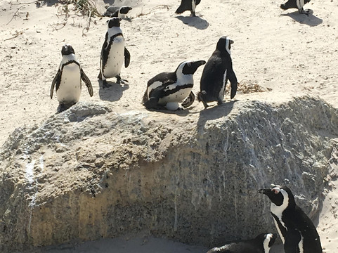 FloGuide-开普敦中心区必去景点