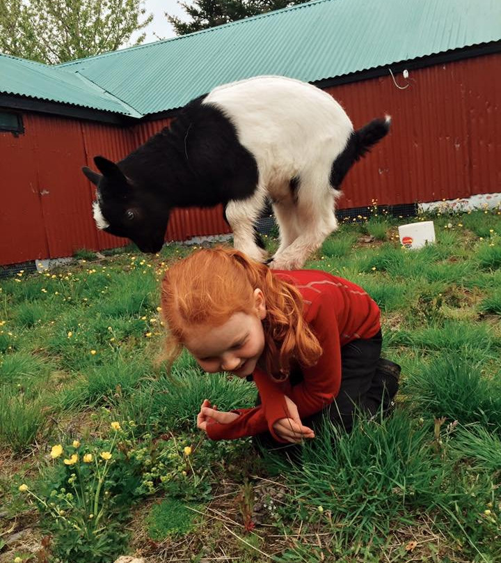 Hradastadir Horse Riding & Farm-莫斯费德斯拜尔必去景点